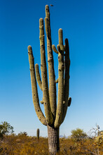 Giant Saguaro Cactus With Bird Approaching Nest