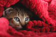 Kitten warm and comfortable under fuzzy red blanket during winter at home.