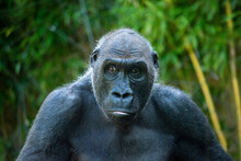 Beautiful Gorilla With A Fascinating Intelligent Expression