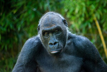 Beautiful Gorilla With A Fascinating Intelligent Expression