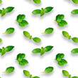 Basil leaves seamless pattern isolated on white background. Top view. Flat lay