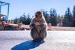 Brown monkey sitting on asphalt road and eating banana on sunny day, Curious monkey peeling banana on road