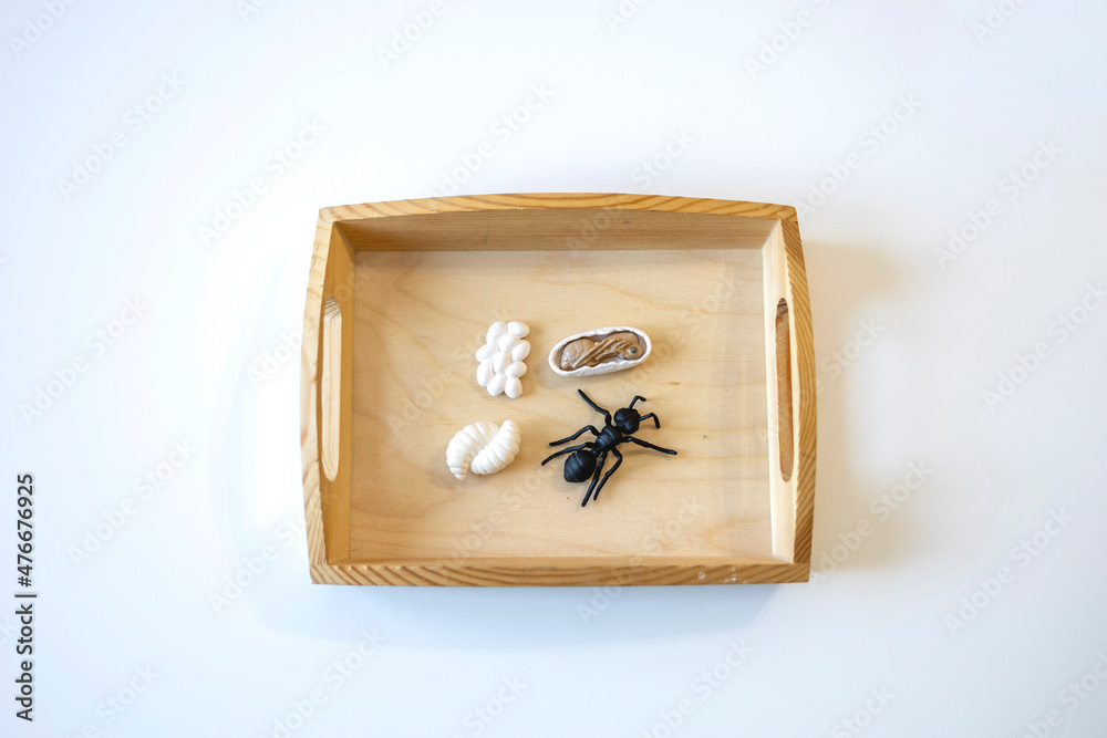 Material biology Montessori. Evolution of the life cycle of an ant ...
