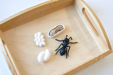 Material biology Montessori. Evolution of the life cycle of an ant.