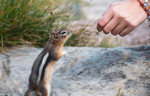 Girl's Hand Reaching For Curious Chipmunk