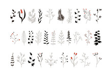 A Set Of Graceful Sprigs With Leaves And Flowers. Collection Of Hand-drawn Spring Plants.