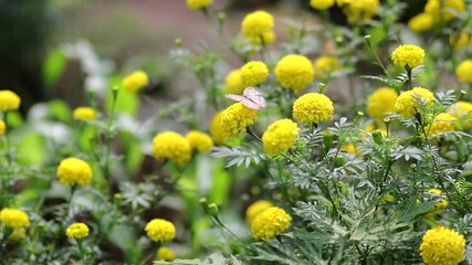 Wall Mural - Yellow marigold flowers in the garden