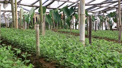 Wall Mural - chrysanthemums flowers plantation in an Indonesian traditional greenhouse