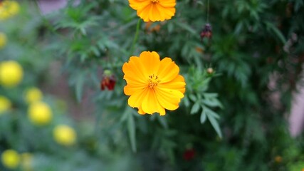 Wall Mural - Orange cosmos flower in the garden