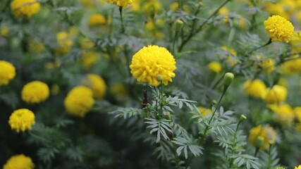 Wall Mural - Yellow marigold flowers in the garden