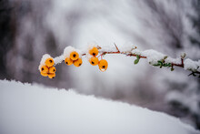 Orange Berries Of Pyracantha Firethorn Covered With Snow Winter Background