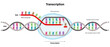 Transcription. DNA directed synthesis of RNA.