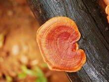 A Strange Mushroom That Grows On A Naturally Occurring Log.