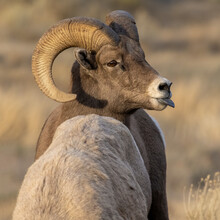 Bighorn Sheep During The Rut