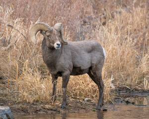 Poster - Bighorn sheep during the rut