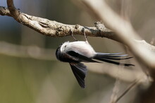 Long Tailed Tit On The Branch