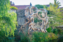 Strange Debarked Remnants Of A Tree Against A Wall  In The Old Town Of Bruges, Belgium
