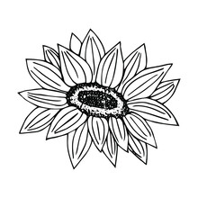 Linear Sunflowers And Leaves. Hand Drawn Illustration. This Art Is Perfect For Invitation Cards, Autumn And Summer Decor, Greeting Cards, Posters, Scrapbooking, Print, Wallpaper, Wrapping Paper