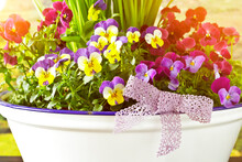 Closeup Of A Spring Decoration With Various Colorful Pansy Flowers In Full Bloom And A Pink Bow In An Enameled Pot.