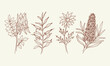 Set of Sturt's desert pea, eremophila, flannel flower, Christmas tree. Hand drawn Australian native plants