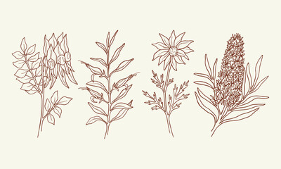 Wall Mural - Set of Sturt's desert pea, eremophila, flannel flower, Christmas tree. Hand drawn Australian native plants