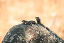 Lizard On The Rock, Two Lizards On A Rock