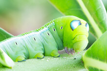 Worm The Caterpillars