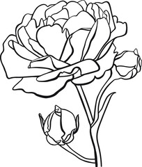 Black outline drawing of a rose with two buds on a white background.