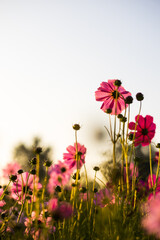 Wall Mural - Low angle view, vertical close-up, pink and white backlit cosmos blossoms.