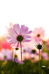 Wall Mural - Low angle view, vertical close-up, pink and white backlit cosmos blossoms.