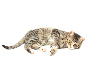 Wall Mural - Purebred kitten on a white background