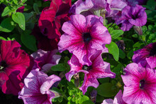 Petunia Is Of South American Descent. A Popular Flower Of The Sa
