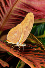 Close-up Of A Julia Longwing Butterfly (Dryas Julia), Perched On Colorful Leaves