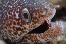 Spotted Moray Eel Up Close.