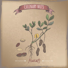 Wall Mural - Arachis hypogaea aka peanut branch and nuts color sketch on vintage background. Culinary nuts series.