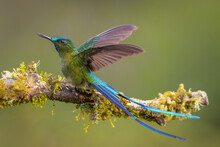 Long-tailed Sylph Hummingbird Perched On A Branch Showing Its Long Forked Tail