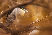 Black-crowned Night Heron (Nycticorax Nycticorax) Sitting In The Branches Of A Tree
