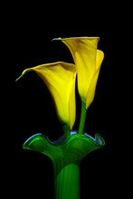 Yellow Calla Lilies In Green Glass Vase.