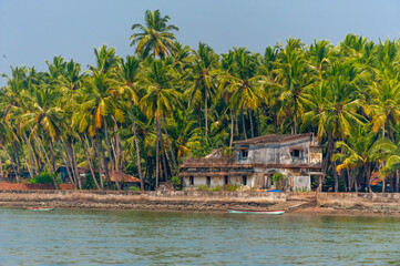 Wall Mural - Old house and palm trees on the coast of Goa..