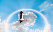 White Stork Flying In Front Of The Amazing Rainbow