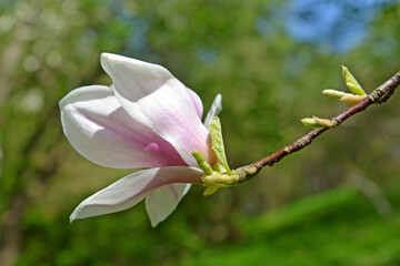 Wall Mural - Magnolia hybrid flower (Magnolia) close-up