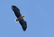Adult White-tailed eagle (haliaeetus albicilla) soars high in blue sky with wide spreaded wings and tail