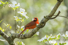 Male Cardinal In A Dogwood Tree