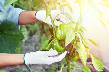 Female hands holding fresh organic paprika or ripe bell peppers on garden background. Woman picking up vegetables in the greenhouse on summer day.