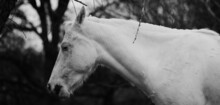 Moody Portrait Of White Paint Horse During Winter.
