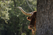 Texas Longhorn Cow Hiding Behind Tree On Farm.