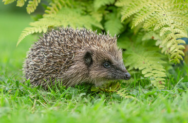 Wall Mural - Hedgehog in garden with green ferns, wild, free roaming hedgehog, taken from a wildlife garden hide to monitor health and population of this favourite but declining species, copy space