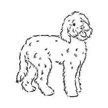 Labradoodle Mix Dog - Vector Isolated Illustration On White Background