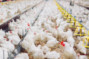 Wall Mural - Indoors chicken farm, chicken feeding