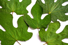 Pressed Dry Green Fig Leaves
